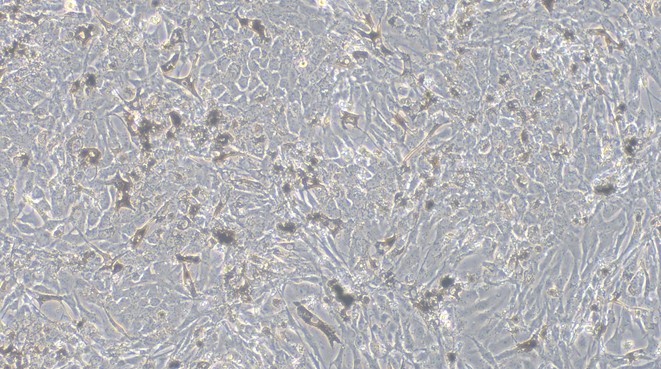 Primary Porcine Retinal Pigment Epithelial Cells (RPEC)