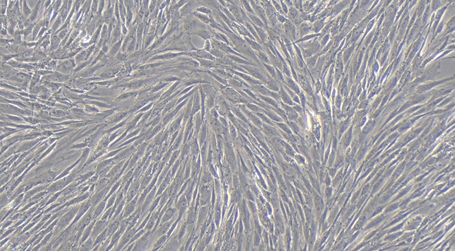 Primary Canine Gingival Fibroblasts (GF)