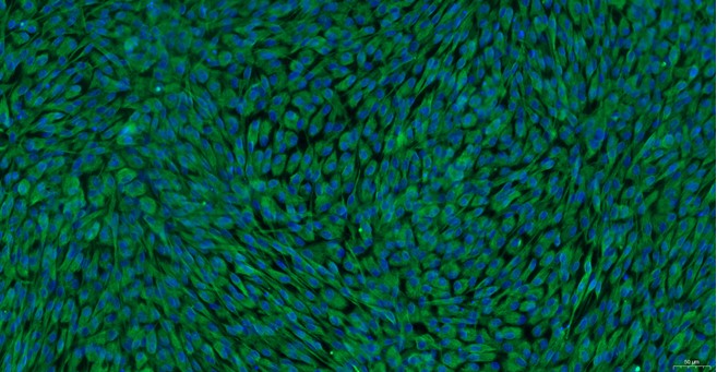 Primary Feline Pericardial Fibroblasts (PF)