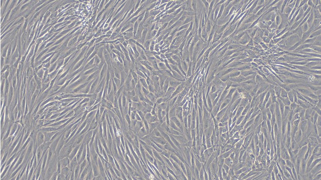 Primary Feline Pericardial Fibroblasts (PF)