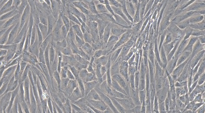 Primary Feline Pericardial Fibroblasts (PF)