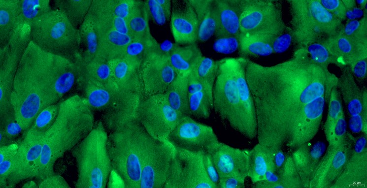 Primary Rabbit Seminal Vesicle Epithelial Cells (SVEC)