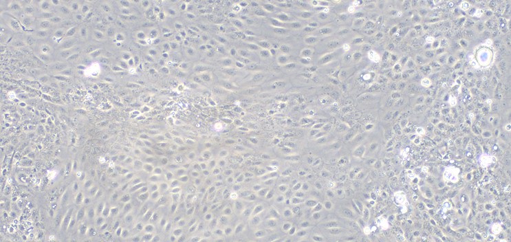 Primary Rabbit Seminal Vesicle Epithelial Cells (SVEC)