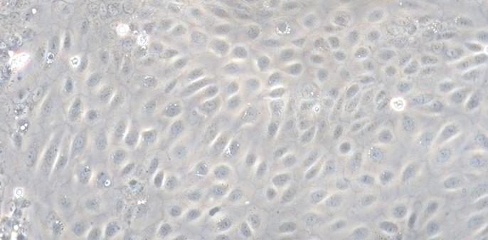 Primary Rabbit Seminal Vesicle Epithelial Cells (SVEC)