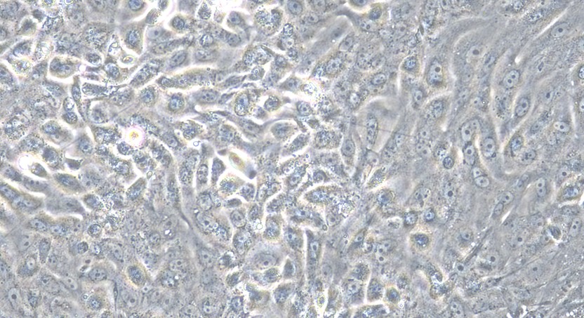 Primary Canine Prostate Epithelial Cells (PrEC)