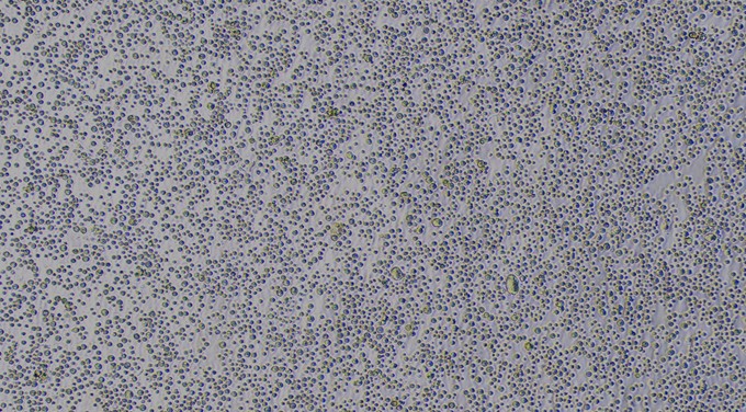 Primary Rabbit Lymphatic Mononuclear Cells (LMC)
