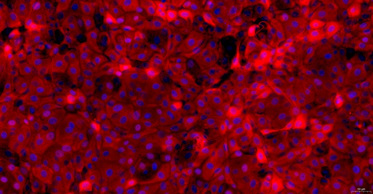 Primary Canine Bladder Epithelial Cells (BEC)