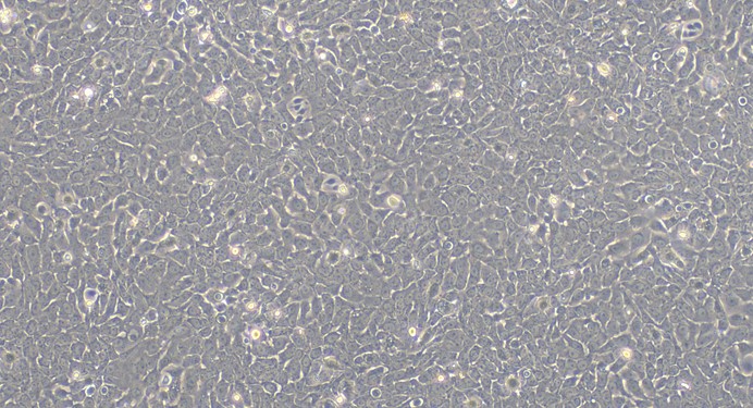 Primary Canine Bladder Epithelial Cells (BEC)