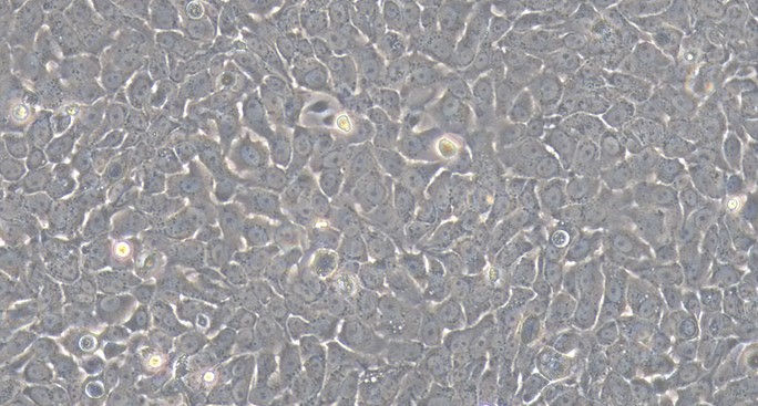 Primary Canine Bladder Epithelial Cells (BEC)