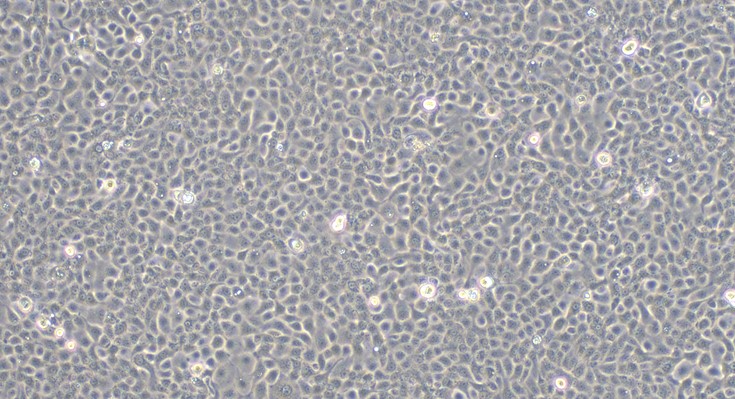 Primary Caprine Bladder Epithelial Cells (BEC)