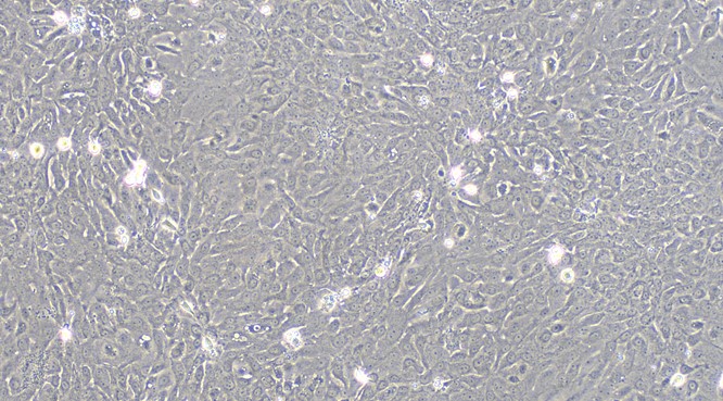 Primary Rat Bladder Epithelial Cells (BEC)