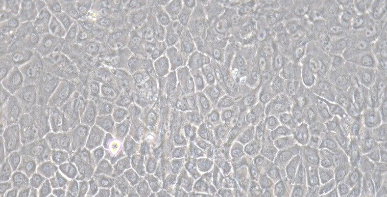 Primary Caprine Gingival Epithelial Cells (GiEC)