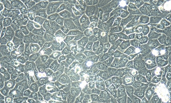 Primary Mouse Gingival Epithelial Cells (GiEC)