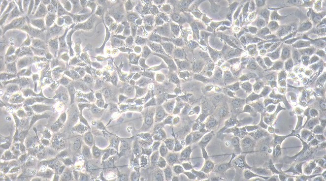 Primary Feline Gastric Epithelial Cells (GEC)