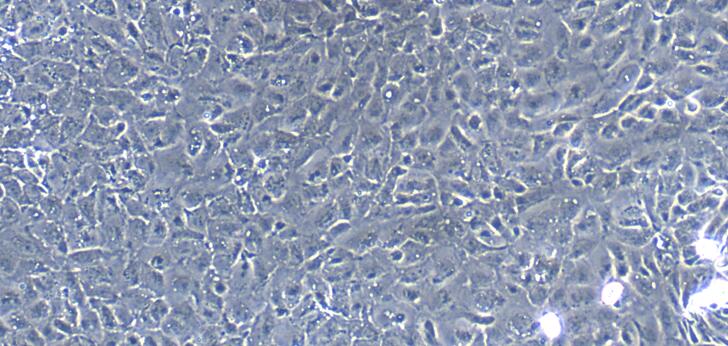 Primary Rabbit Gastric Epithelial Cells (GEC)