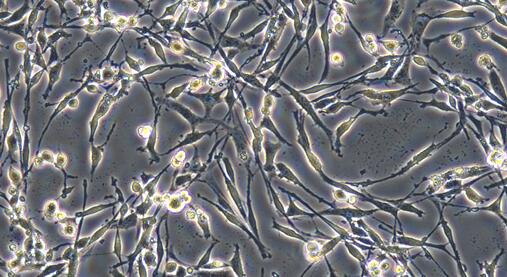 Rat PC12 Phaeochromocytoma Cells (PC12)