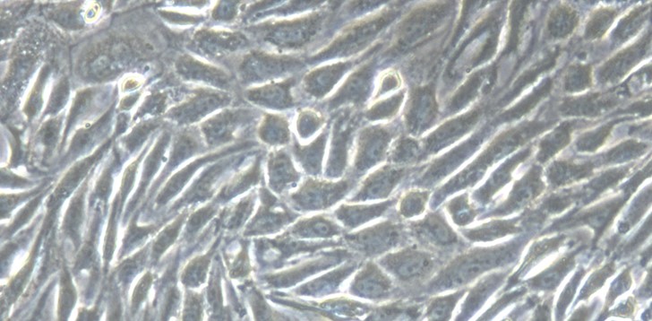 Primary Gallus Embryonic Kidney Epithelial Cells (EKE)