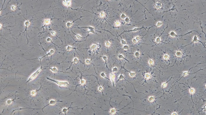 Primary Rabbit Spinal Cord Neuron Cells (SCN)