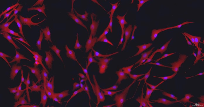 Primary Canine Spinal Cord Astrocytes (SCA)
