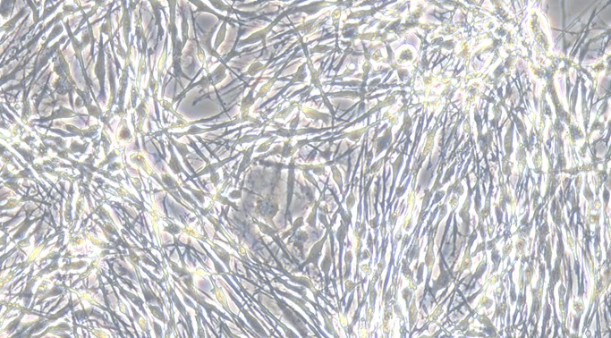 Primary Canine Spinal Cord Astrocytes (SCA)
