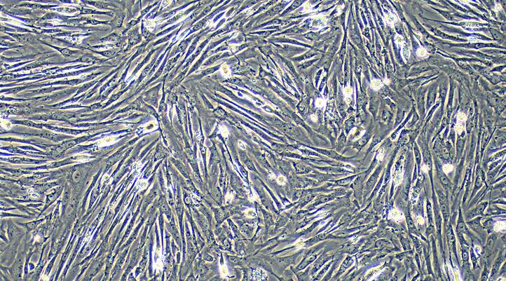 Primary Gallus Embryonic Fibroblasts (EF)