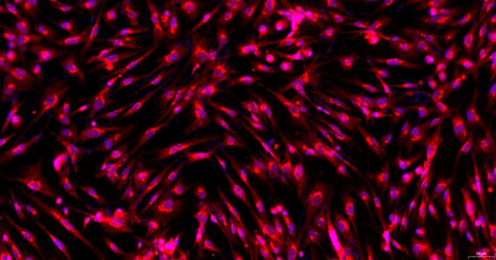 Primary Gallus Embryonic Fibroblasts (EF)