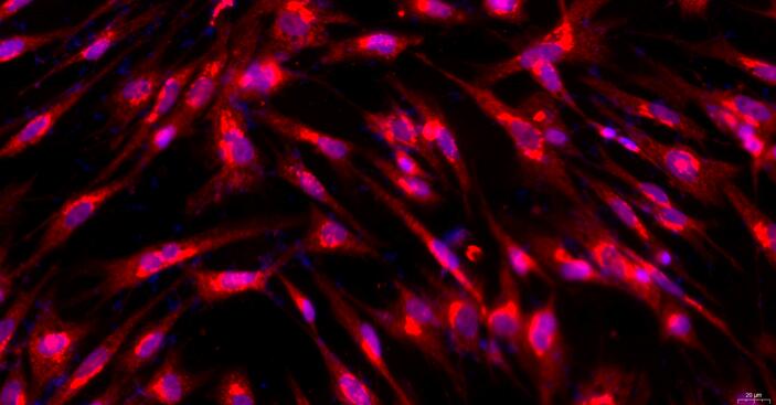 Primary Gallus Embryonic Fibroblasts (EF)