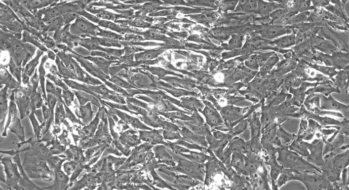 Primary Feline Ovarian Granulosa Cells (OGC)