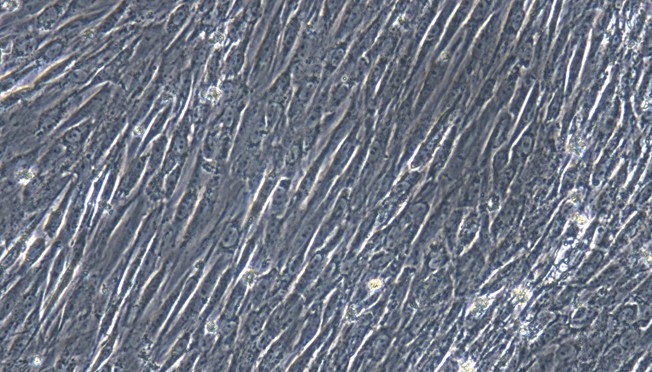 Primary Feline Ureteral Smooth Muscle Cells (USMC)