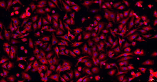Primary Caprine Corneal Stromal cells (CSC)