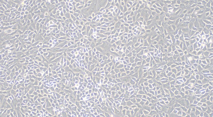 Primary Cavia Corneal Stromal cells (CSC)