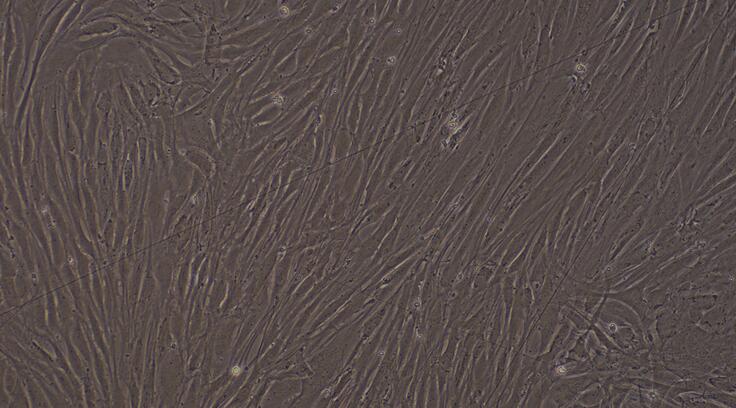 Primary Rabbit Corneal Stromal cells (CSC)