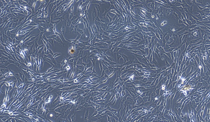 Primary Canine Meniscus Fibrochondrocytes (MFCs)