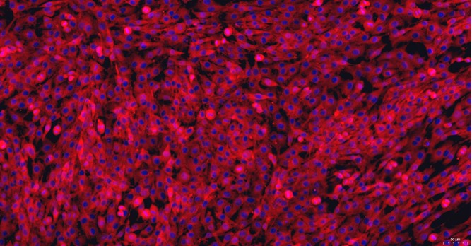 Primary Feline Meniscus Fibrochondrocytes (MFCs)
