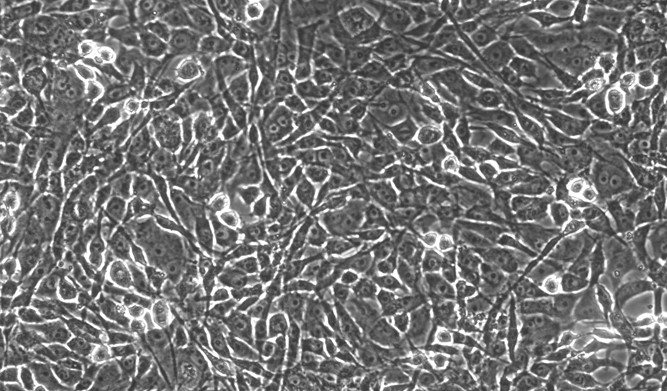 Primary Feline Auricular Chondrocytes (ACC)