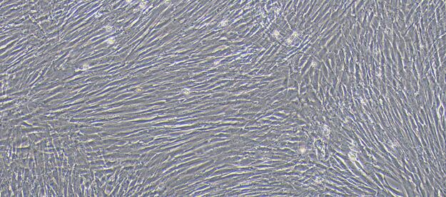 Primary Canine Corpus Cavernosum Smooth Muscle Cells (CCSM)