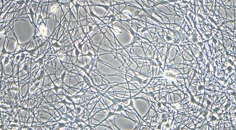 Primary Canine Cerebral Cortex Neuron Cells (CCNC)