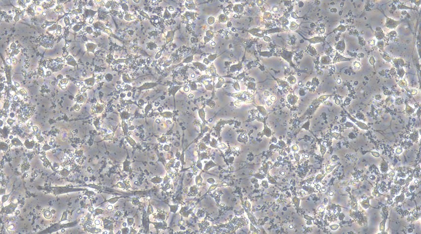 Primary Rat Cerebral Cortex Neuron Cells (CCNC)