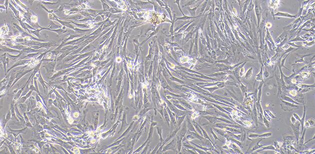 Primary Canine Urethral Smooth Muscle Cells (UrSMC)