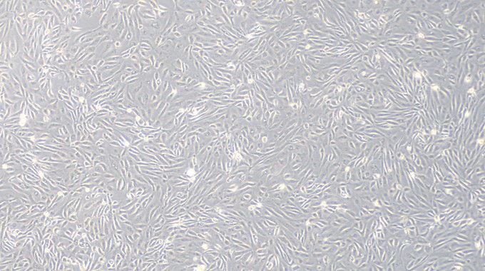 Primary Canine Vas Deferens Epithelial Cells (VDEC)