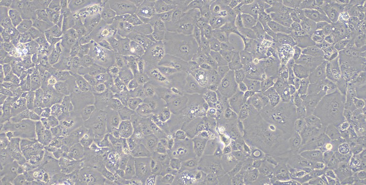 Primary Rabbit Vas Deferens Epithelial Cells (VDEC)