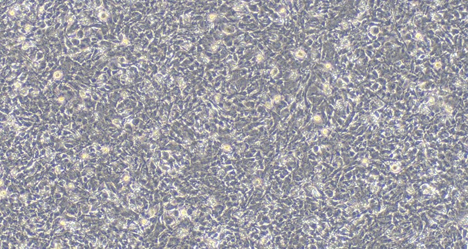 Primary Canine Olfactory Astrocytes (OA)