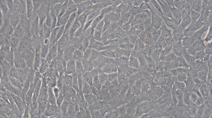 Primary Rat Tracheal Chondrocytes (TrC)