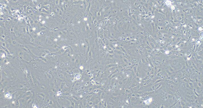 Primary Rabbit Vaginal Epithelial Cells (VEC)