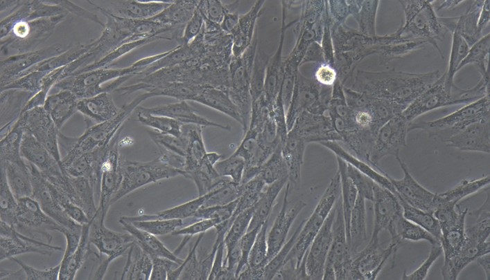 Primary Canine Parotid Gland Cells (PGC)