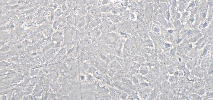 Primary Rat Parotid Gland Cells (PGC)