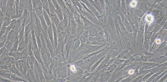 Primary Rabbit Parotid Fibroblasts (PaF)