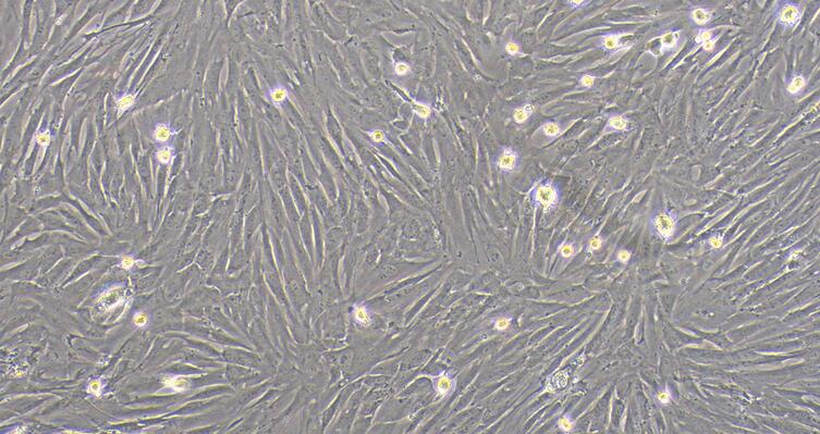 Primary Rabbit Parotid Gland Cells (PGC)