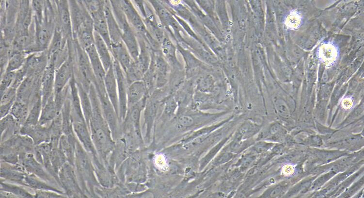 Primary Rabbit Parotid Gland Cells (PGC)