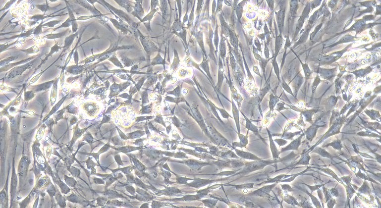 Primary Canine Dorsal Root Ganglion Neuron Cells (DRGN)